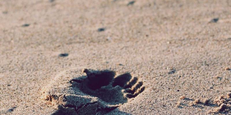 乐乐1061大型线下活动如何重塑地方生活与社区凝聚力